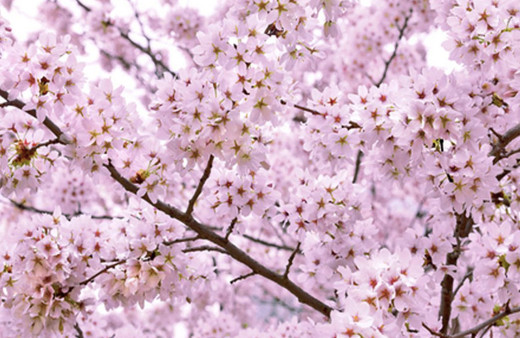 Cemre düşmesi 2019 havaya 5 gün sonra düşüyor