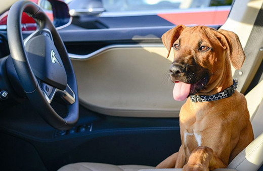 Tesla araçlarına Köpek Modu koydu