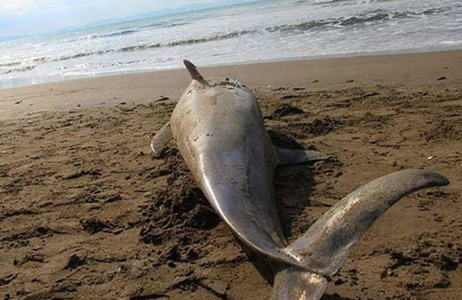 Sahilde kahreden görüntü! Görenler hem üzüldü hem şaşırdı