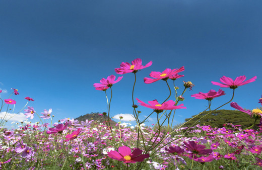 2019 cemre tarihleri ilk cemre nereye düşer?