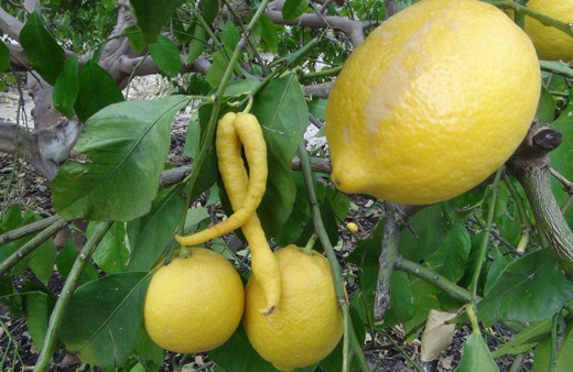 Mersin'de çiftçiyi şok eden görüntü 'biberli limon'