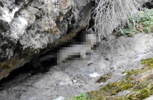 Beyaz Gelincik Tunceli, Gümüşhane, Hakkari'den sonra Bitlis'te de görüldü