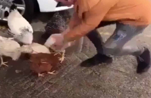 Yanındaki tavuk kaçırılınca çılgına dönen horoz adamı kovaladı