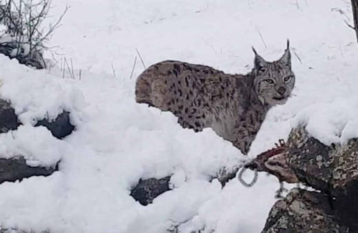 Yer: Tunceli! Avladığı tilkiyi yerken görüntülendi