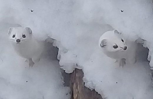Efsane deniyordu 'Beyaz gelincik' işinin aslına çok şaşıracaksınız