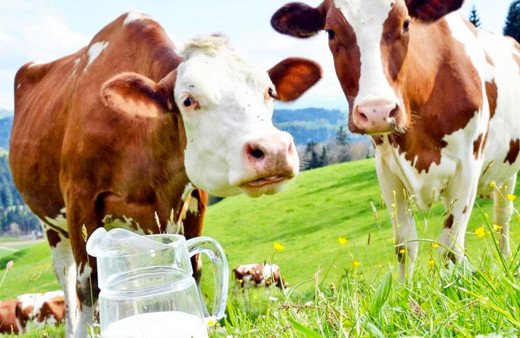 Bill Gates 'dünyanın en büyük sorunu' dedi! İnekler hakkında korkutan gerçek