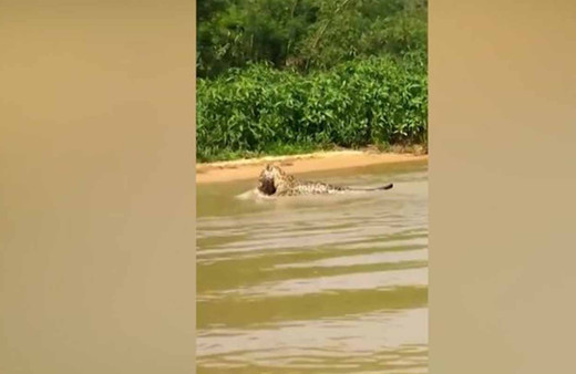 Jaguar timsahı suyun içinde böyle avladı