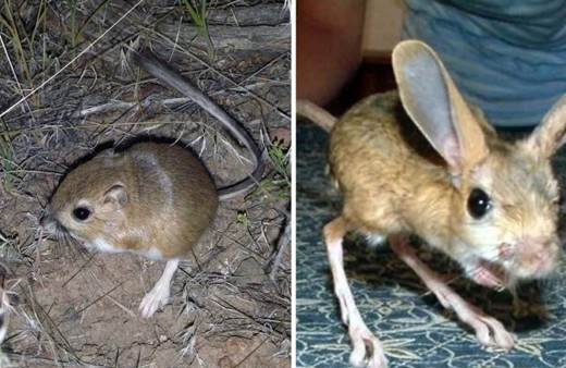 Kanguru faresi nasıl görülür ısırır mı Arap tavşanı arasındaki fark