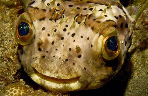 Japonya'da onlarca kişiyi öldüren balon balığının fiyatı cep yakıyor