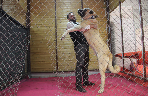 Kangal'ın Güneydoğulu rakibi Kurtboğan fiyatıyla dudak uçuklatıyor