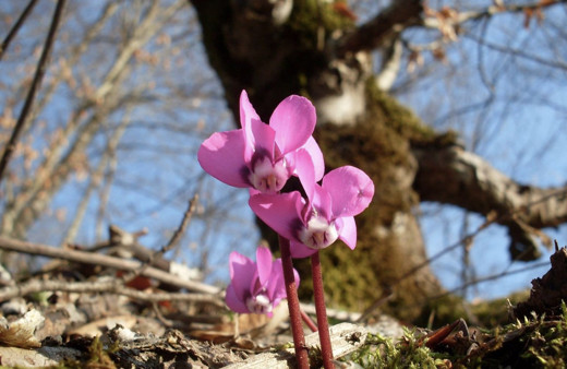 Cemre düştü mü cemre düşme sırası nasıldır tarihleri-2019
