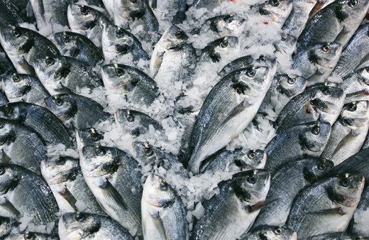 Bunu balıkçılar söylüyor! Tanzim balık gelirse balık fiyatı yarıya iner