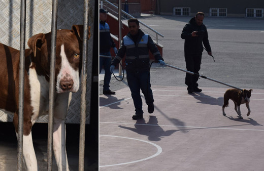 Bir anda okul bahçesine girip öğrencilere saldırdı! Çorum'da pitbull dehşeti