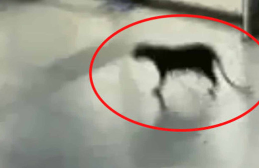 AVM içinde gezen leopar paniği