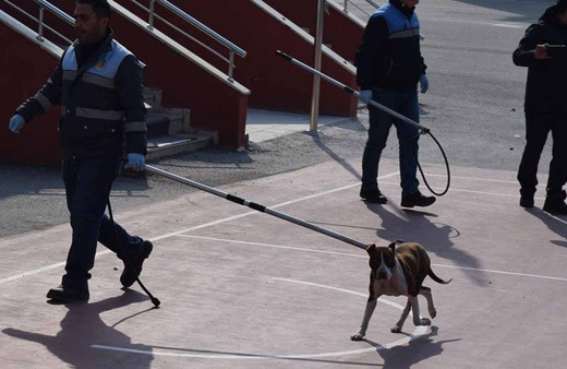 Çorum'da okula giren pitbull öğrencilere saldırdı 2 yaralı