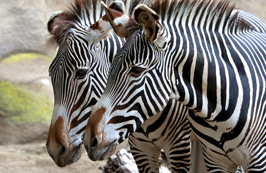 Zebraların çizgilerinin sırrı ortaya çıktı