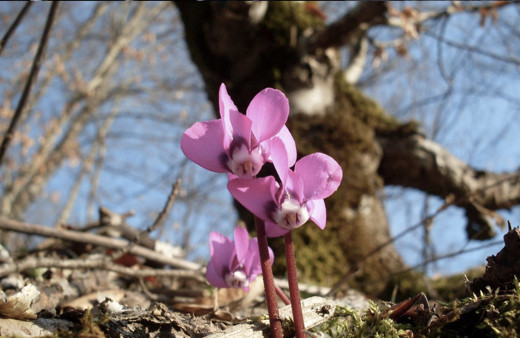 İkinci cemre ne zaman düşer nereye düşecek sırası