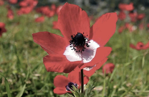 İkinci cemre ne zaman düşer 2019 nereye düşecek cemre sırası