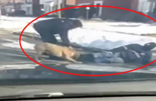 Vahşi pitbull bu kez bir postacıya saldırdı