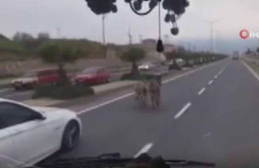Karayolunda dört nala koşan eşeklerin görüntüsü görenleri şaşırttı