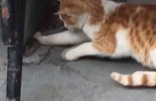 Sokak kedisi fareyle böyle oynadı