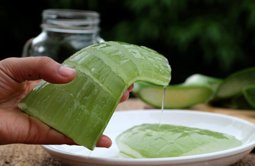 'Ölümsüzlük bitkisi, cennetin asası' Aloe Vera'nın faydaları saymakla bitmiyor