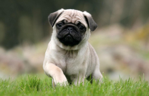 Hayvanlardan insanlara geçen bu bakteri ruh hastalıklarına neden olabiliyor