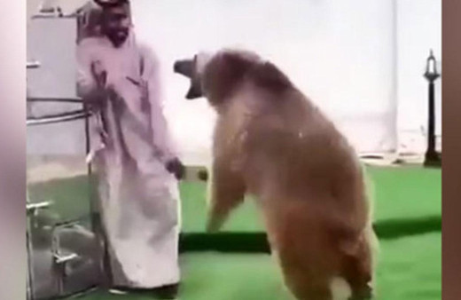 Bütün bildiklerinizi unutturan görüntü! Ayı ile böyle oynadı