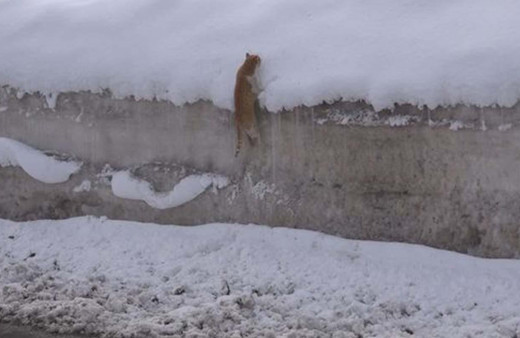 Kedinin karla imtihanı! Tırmanmak için uğraştı ama başarılı olamadı