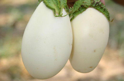 Yumurtada kaç kalori var-yumurta sarısı kalori cetveli 2019