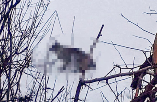 Nesli tükenmek üzere olan varşak Şırnak'ta ortaya çıktı