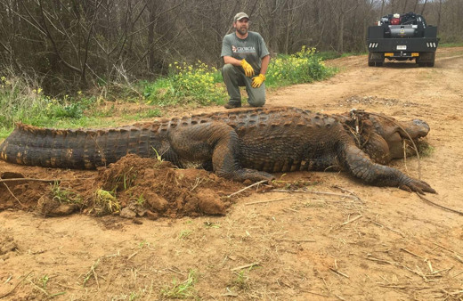 ABD'de 320 kilo ağırlığında dev bir timsah bulundu