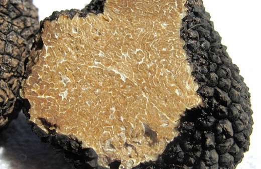 Görenler çürük sanıyor ama türünün en pahalı mantarı! Afrodizyak etkisi bulunuyor