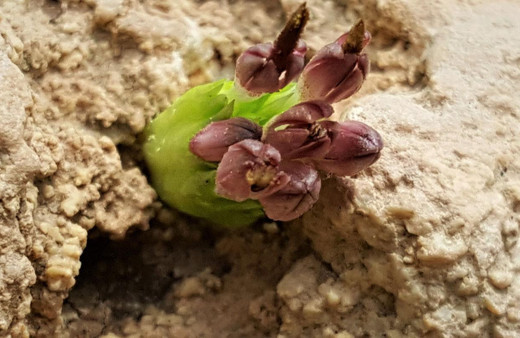 Babillerin saray yemeği Siirt'te keşfedildi! Ekonomik gelir elde edilecek