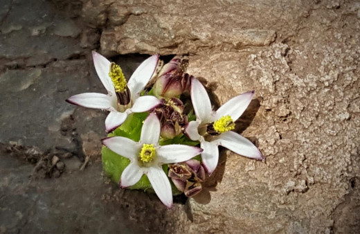 Yeni bir bitki türü keşfedildi! Turşu, sakız ve çerez olabiliyor
