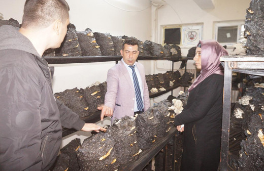 Manisalı lise öğrencilerinin okulda yetiştirdiği istiridye mantarlarına ilgi