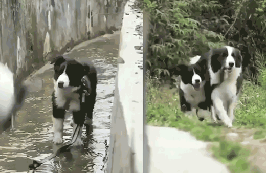 Sertap Erener paylaştı köpeğin akıllısı böyle olur