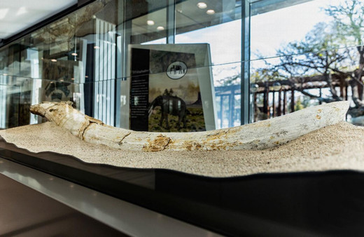 Kayseri'de bulunan 7,5 milyon yıllık fosiller sergide ziyarete açıldı