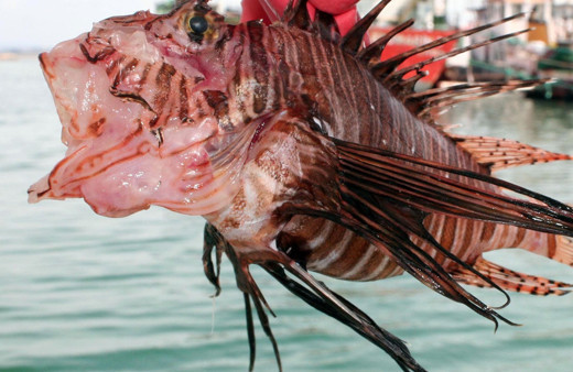 Mersin'de yakalandı uzmanlardan kritik uyarı geldi! Hemen hastaneye başvurun