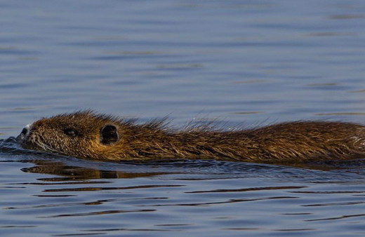'Esrarengiz fareler' Ağrı Dağı'nı sevdi
