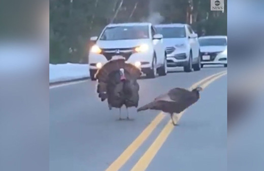 Sürüsü için araçlara siper olan Hindi sosyal medyada olay oldu