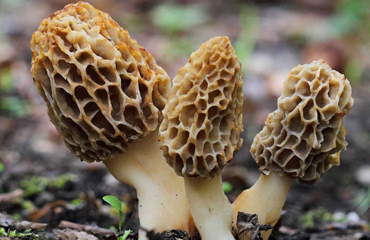 Muğla'da toplanmaya başlandı! Şifa kaynağı kuzugöbeğinin fiyatı dudak uçuklattı