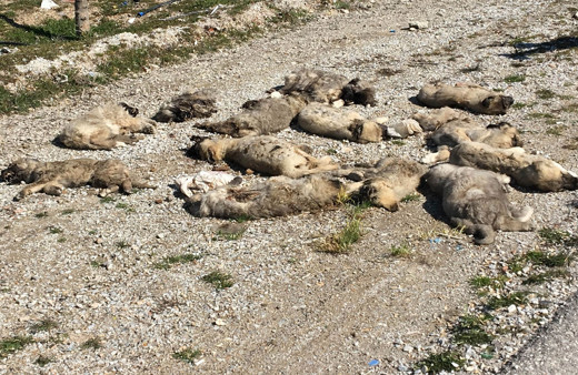 Yol kenarında buldu hemen yetkililere haber verdi: Bu tam bir vahşet