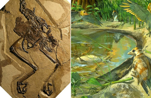 Çin'de bulundu! Bu kuş fosili tam 110 milyon yıllık