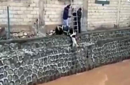 Düştüğü derede sürüklenen köpeği itfaiye, böyle kurtardı