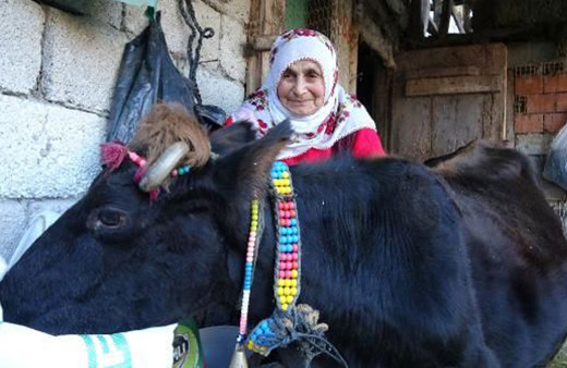 Trabzon'da 35 yaşındaki inekgörenleri şaşırtıyor