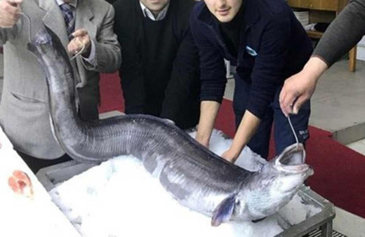 Marmara'da denizcileri korkutan dev balık