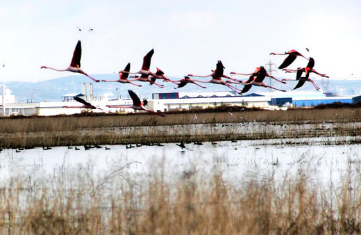 Flamingolar Kayseri'de bu yıl da eşsiz manzaralara sahne oldu
