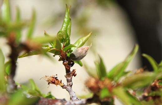 Don nasıl önlenir meteoroloji don alarmı verdi çiçekleri koruma yöntemi