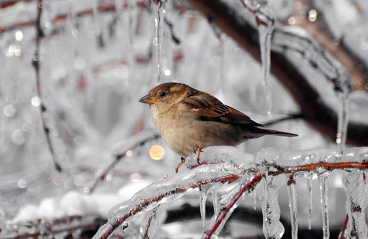 Yarın geliyor Meteoroloji açıkladı pazartesi kadar herşeyi donduracak!